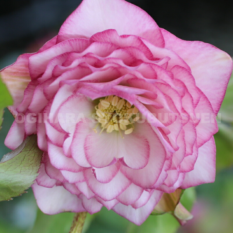 楽天市場】クリスマスローズ 多弁ダブル ピンク ピコティ系 大苗 : お