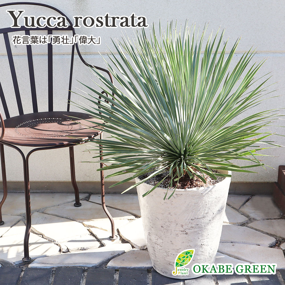 楽天市場】観葉植物 大型 屋外 ユッカ ロストラータ 11号鉢 【現品