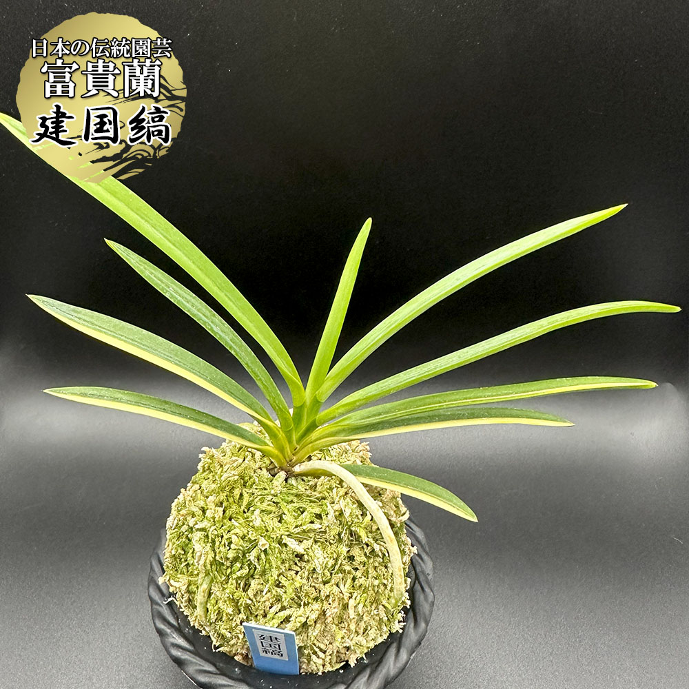 迎春特別出品】富貴蘭「天王羆の縞」 羆の光 : □ サムライ オーキッド