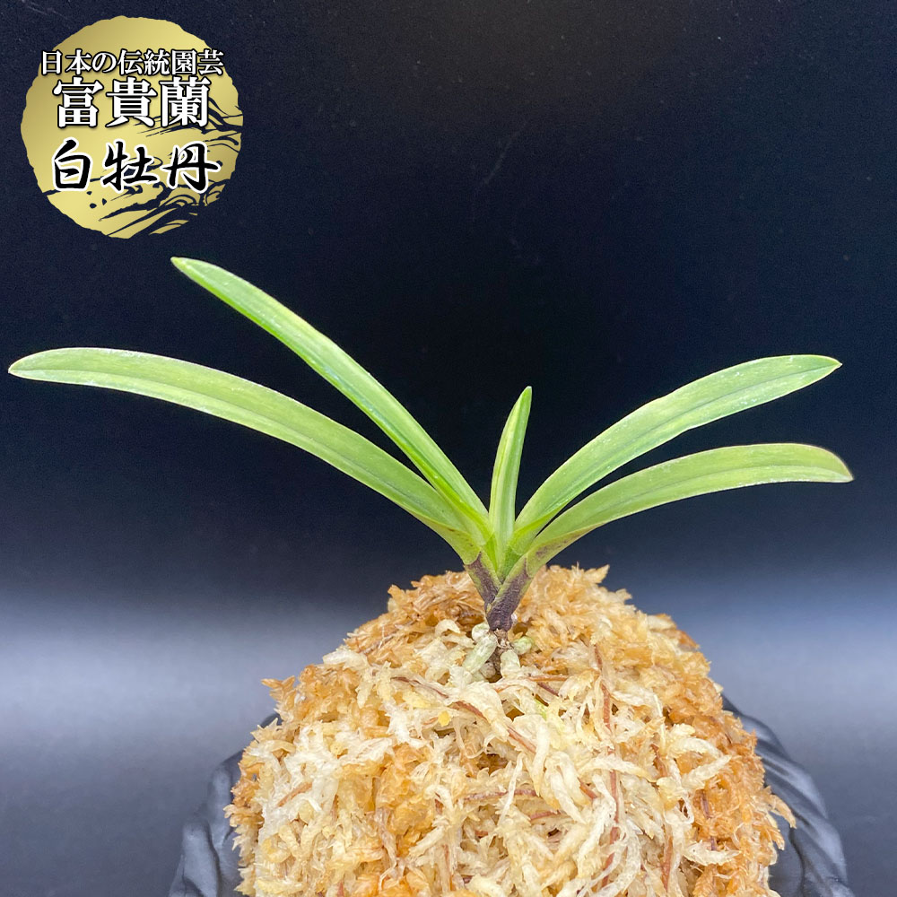 楽天市場】【店内全品2個同時購入10％OFFクーポン配布中】 富貴蘭 白