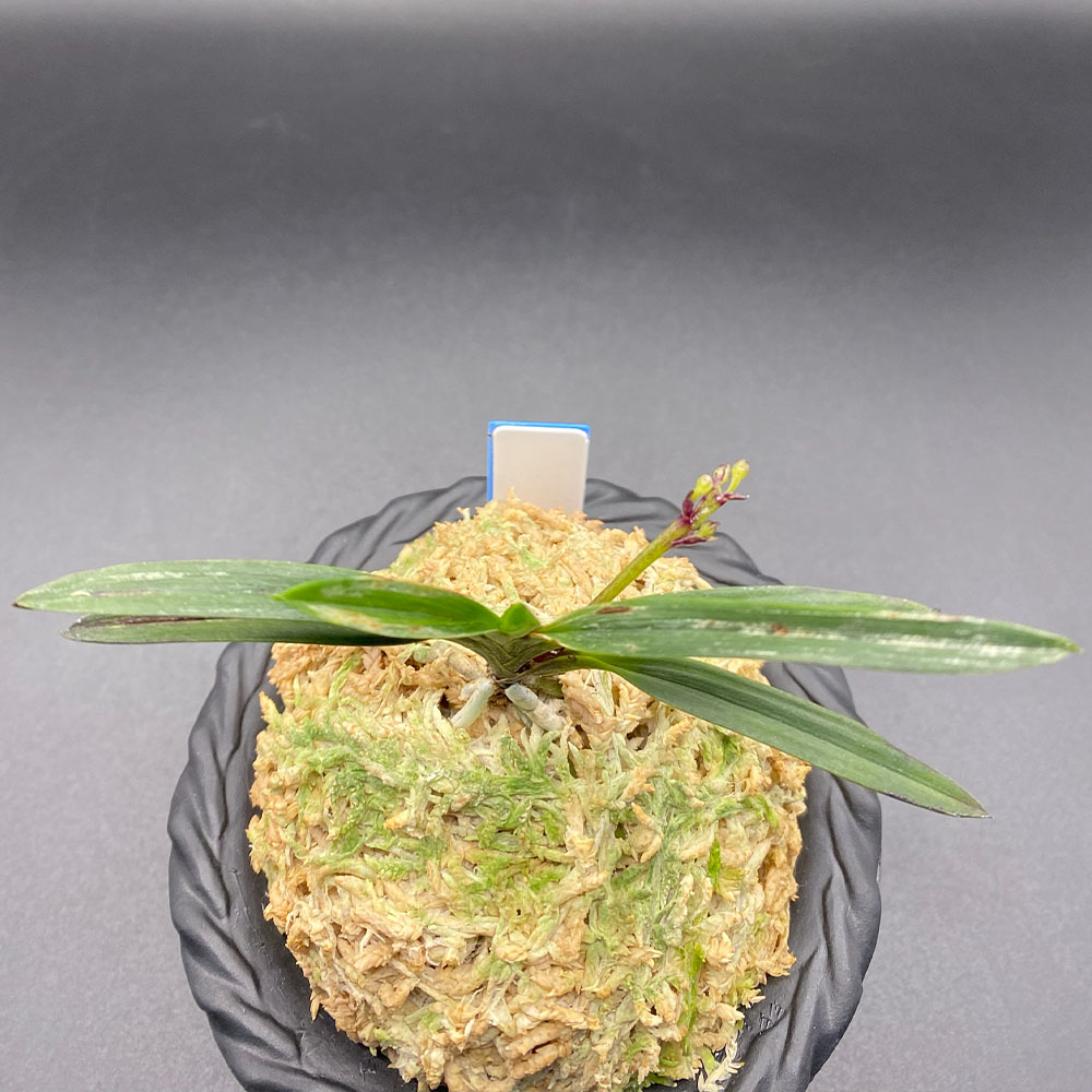 楽天市場】富貴蘭 黒牡丹 【現品】 こくぼたん 1本立 T705 フウキラン