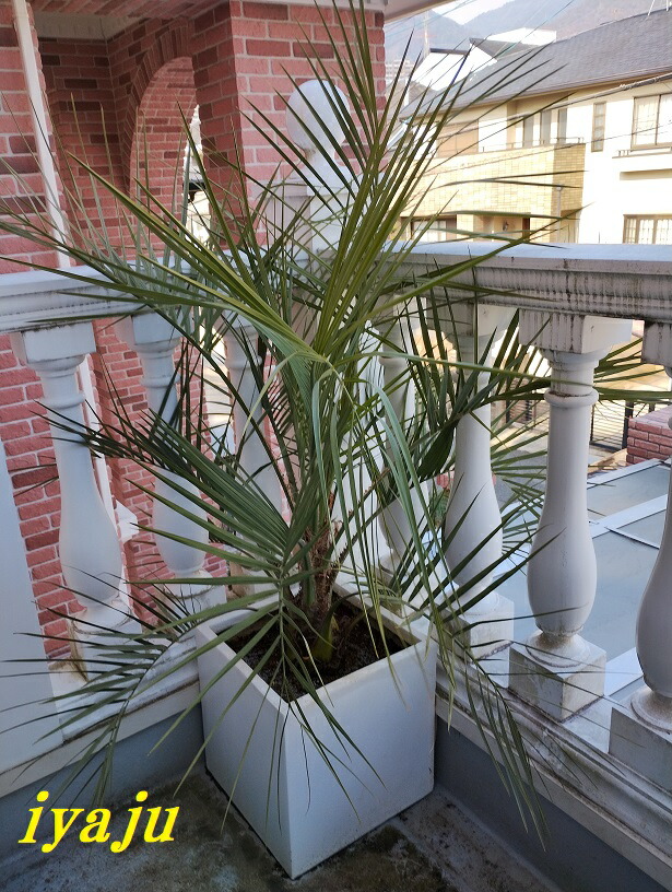 楽天市場】ココスヤシ ヤシの木 10号 耐寒性ヤシ 外構エクステリア