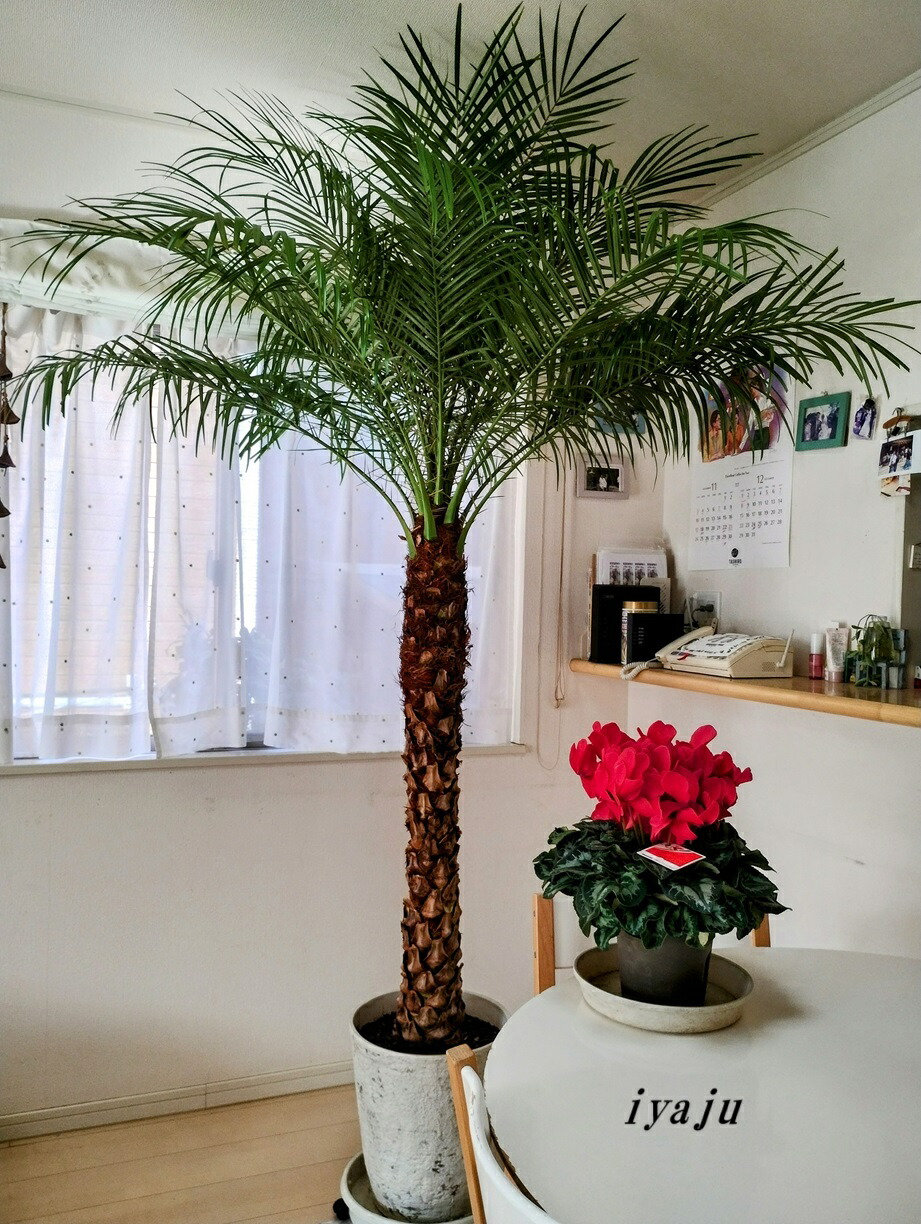 楽天市場】フェニックスロベレニー（シンノウヤシ：1219）ヤシの木
