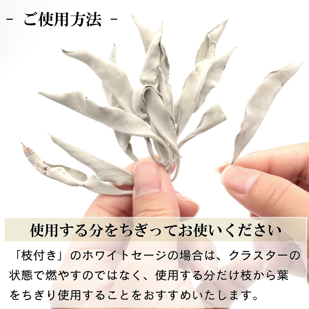楽天市場】ホワイトセージ 枝付き 30g 選別済み 浄化用 カリフォルニア