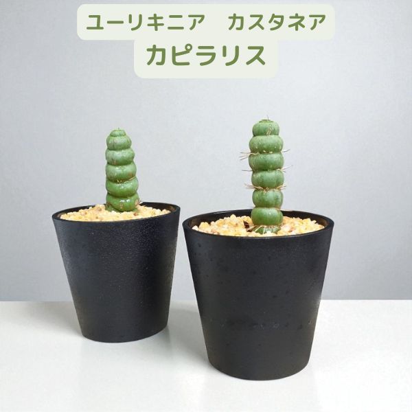 楽天市場】ユーリキニア カスタネア 「カピラリス」 サボテン 多肉植物