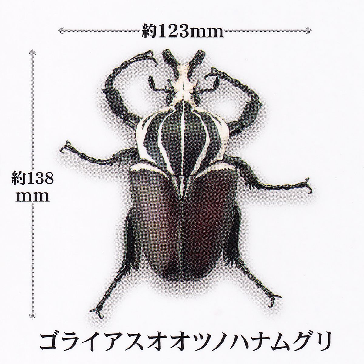 楽天市場】ゴライアスオオツノハナムグリ 【アニマリエコレクション 1