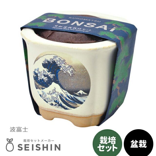 楽天市場】栽培キット 栽培セット 聖新陶芸 JAPANESE BONSAI GD-640