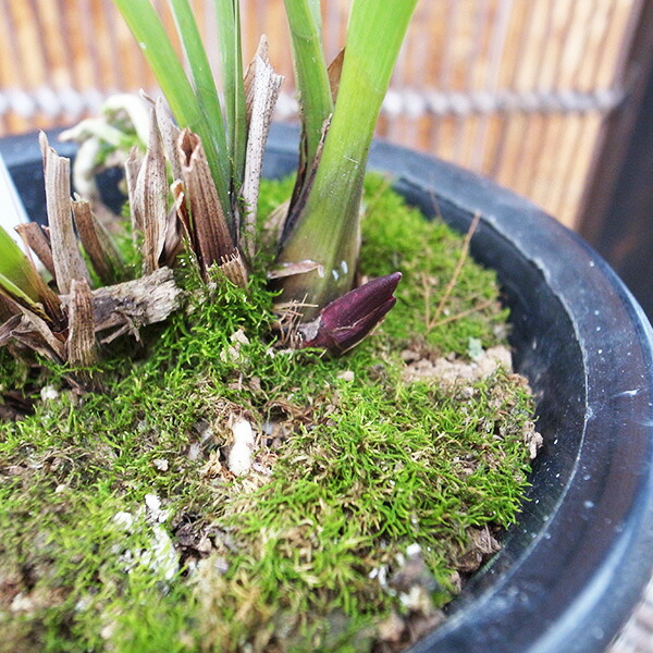 楽天市場】キンリョウヘン ミツバチの通販