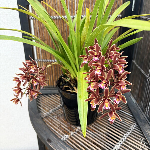 楽天市場】キンリョウヘン 金稜辺 花芽2芽付き 日本ミツバチを集める花