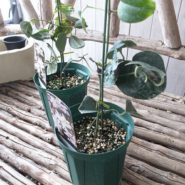 楽天市場】クレマチスアーマンディ アップルブロッサム 大苗 甘い香り