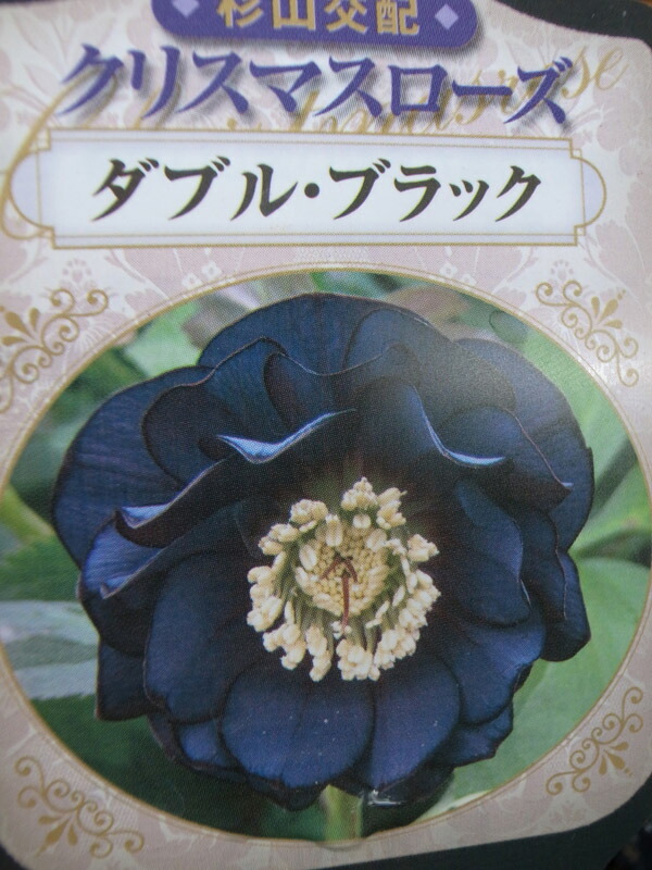 楽天市場】杉山交配 クリスマスローズ ダブル ブラック【花苗