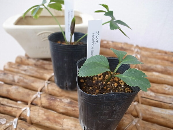 楽天市場】珍しい クリスマスローズ原種 リグリクス苗/販売/通販/種類