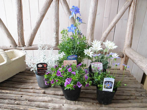 楽天市場】デルフィニューム＆フランネルフラワー 寄せ苗セット 5株