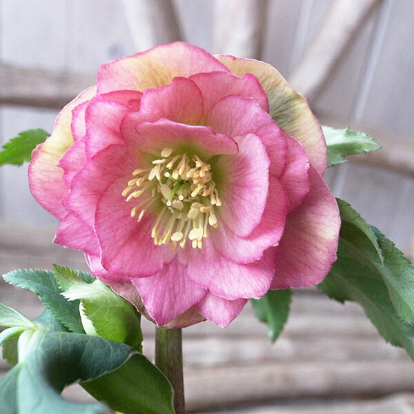 楽天市場】クリスマスローズ ダブル 開花株 グリーンバックピンク