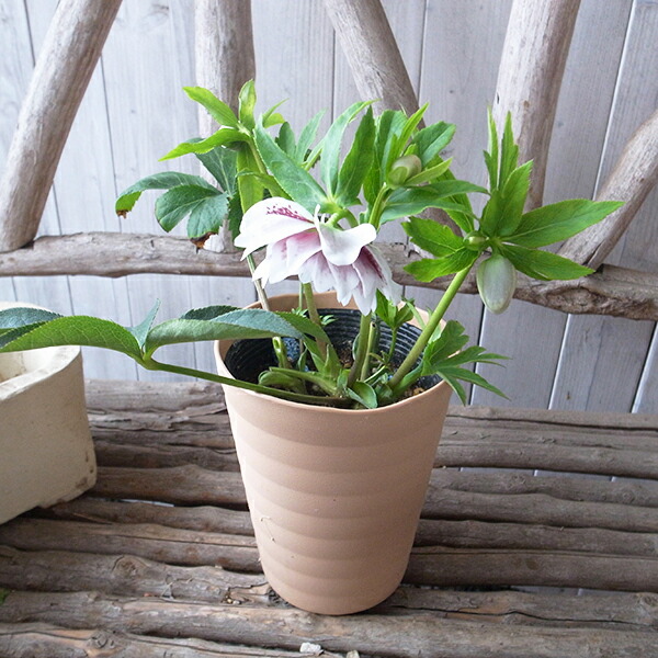 楽天市場】クリスマスローズ ダブル 開花株 ホワイトブロッチ 5号 現品