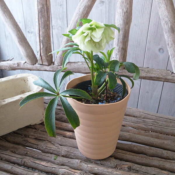 楽天市場】クリスマスローズ ダブル 開花株 ホワイトグリーンバイ