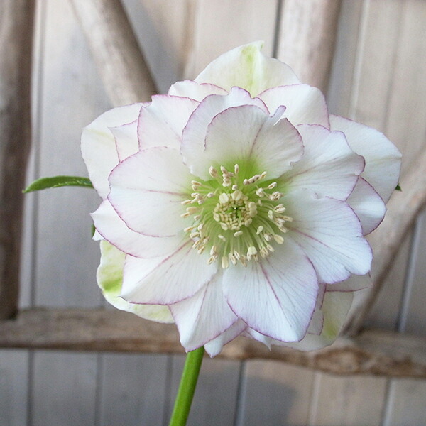 楽天市場】クリスマスローズ ダブル 開花株 ホワイトピコティ微ベイン