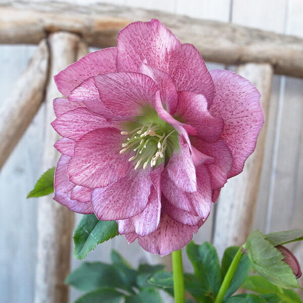 楽天市場】クリスマスローズ ダブル 開花株 ピンクスポット 5号 現品