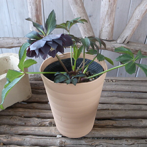 楽天市場】クリスマスローズ ダブル 開花株 チョコブロッチ 5号 現品