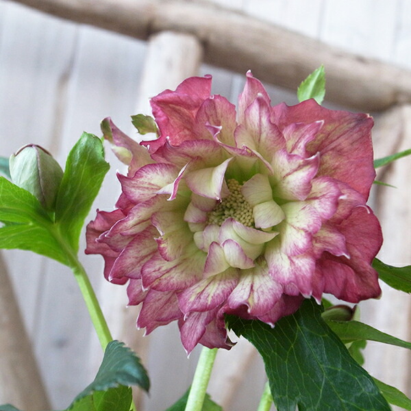 楽天市場】クリスマスローズ ダブル 開花株 超多弁クレオパトラ 5号