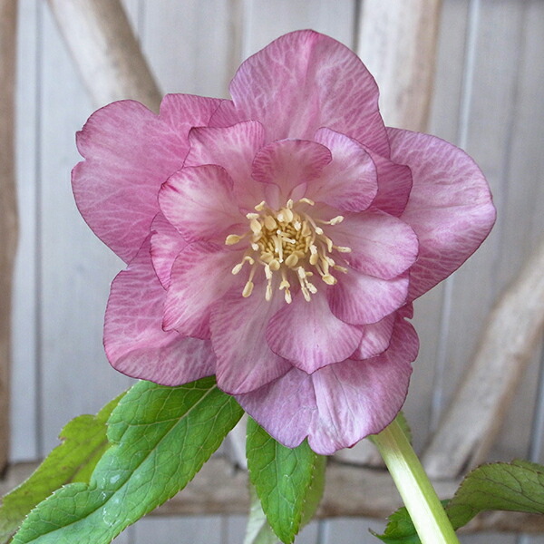 楽天市場】クリスマスローズ ダブル 開花株 ピンクグラデーション