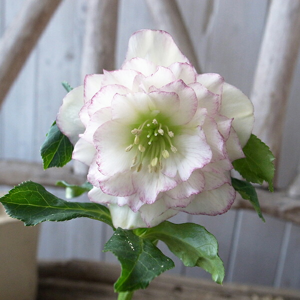 楽天市場】クリスマスローズ ダブル 開花株 ホワイトピコティ 4号 現品