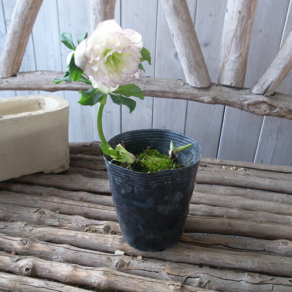 楽天市場】クリスマスローズ ダブル 開花株 ホワイトピコティ 4号 現品