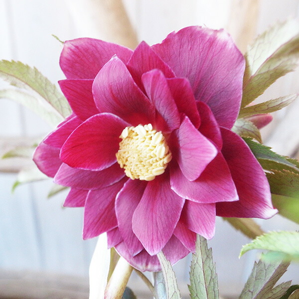 楽天市場】クリスマスローズ ダブル 開花株 艶レッドオーレア白ピコ 5