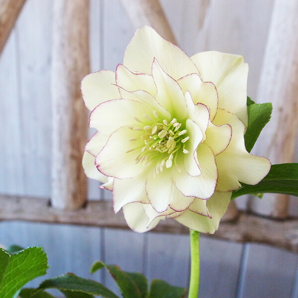 楽天市場】クリスマスローズ ダブル 開花株 ライムグリーンピコティ 5