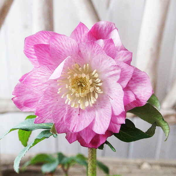 楽天市場】クリスマスローズ ダブル 開花株 ピンクグラデーション 5号