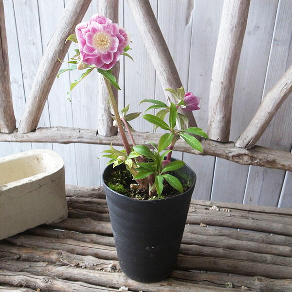 楽天市場】クリスマスローズ ダブル 開花株 ソレイユ系ピンクグラデ 5