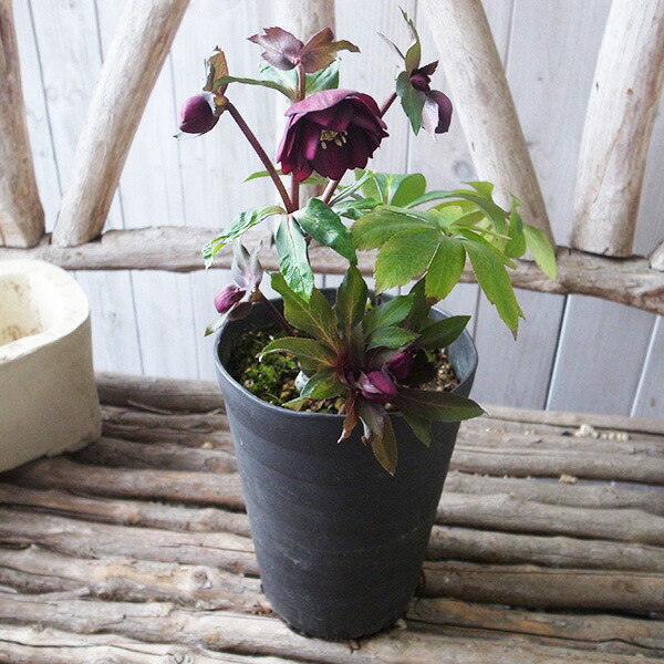 楽天市場】クリスマスローズ ダブル 開花株 グロスレッド 5号 現品