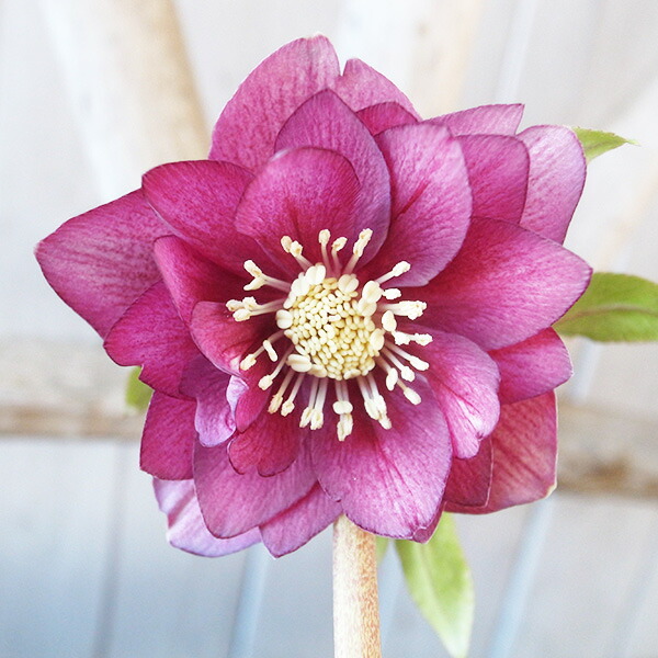 楽天市場】クリスマスローズ ダブル 開花株 レッドオーレア 5号 現品