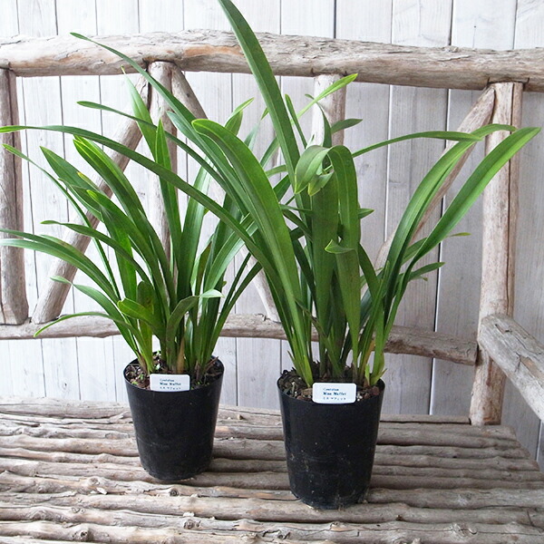 楽天市場】ニホンミツバチ誘引蘭 CYM ミスマフェット 4号サイズ