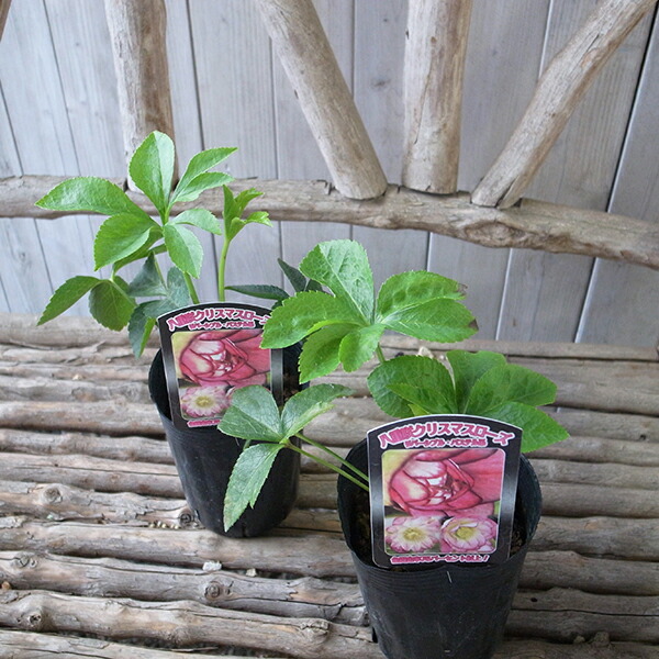 楽天市場】クリスマスローズ リバーシブル・パステル系 3.5号サイズ 苗