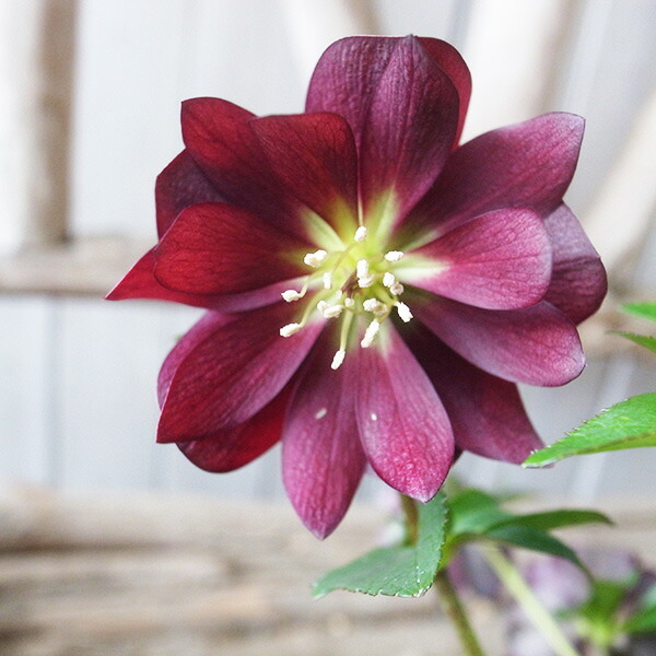 楽天市場】クリスマスローズ ダブル 開花株 多弁ピンクグラデーション