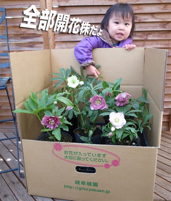 楽天市場】クリスマスローズ ダブル開花株 5株のお任せMIX福袋 送料