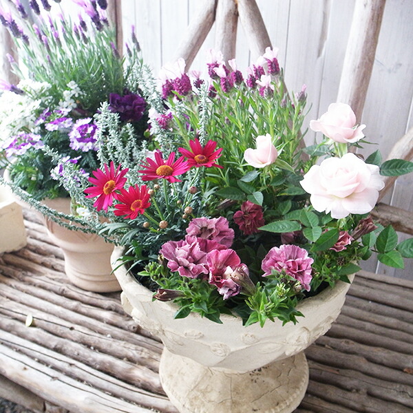 楽天市場】オトンナ ルビーネックレス 3号サイズ 苗 多肉植物 タニク