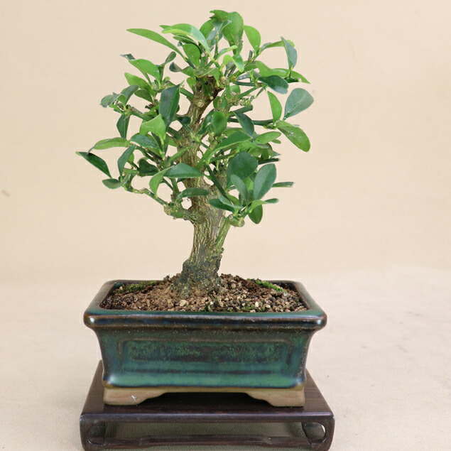 楽天市場】【 キンズ / 金豆 】 取木素材 ミニ盆栽（いよじ園） : いよ
