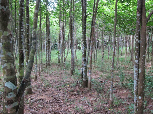 楽天市場】ベトナム産高級沈香 100g量り売り【中高ランク】栽培 沈水