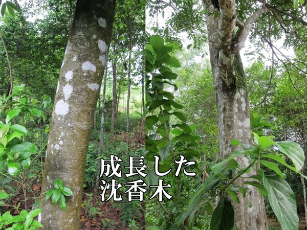 楽天市場】台湾輸出用ベトナム産高級沈香 1kg 量り売り 栽培 沈水香木