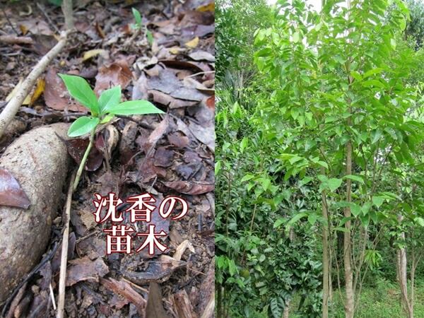 楽天市場】台湾輸出用ベトナム産高級沈香 1kg 量り売り 栽培 沈水香木