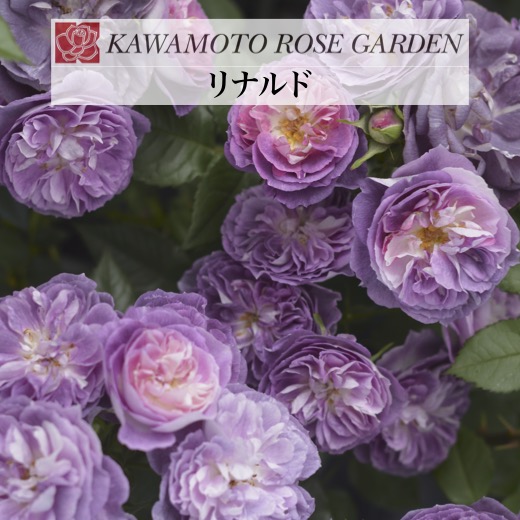 楽天市場】【2026年 早期予約】送料無料【リナルド 新苗4号鉢】鉢植え