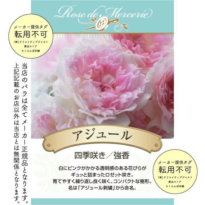 楽天市場】送料無料【アジュール 6号鉢大苗予約】鉢植え バラ 薔薇
