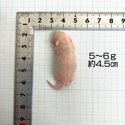 楽天市場】邑楽ファーム 冷凍プレミアムマウス ピンクL 5g~6g 約4.5cm