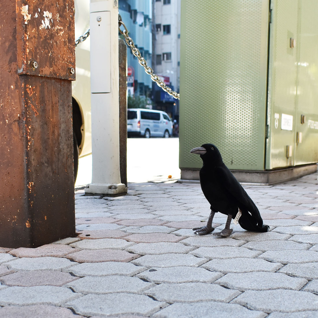 楽天市場】HANSA 6266 カラス31 全長：31cm BLACK CROW BH6266