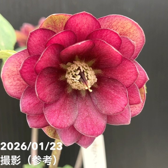 楽天市場】クリスマスローズ 加藤農園の通販