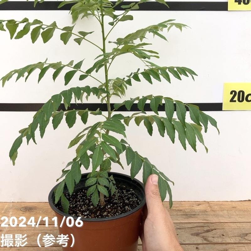 楽天市場】カレーの木（苗）カレーリーフ 5号｜草花10-TU : 赤塚植物園
