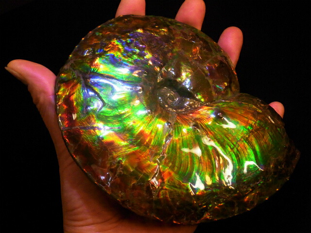 楽天市場】アンモライト原石標本 : アンモライト研究所