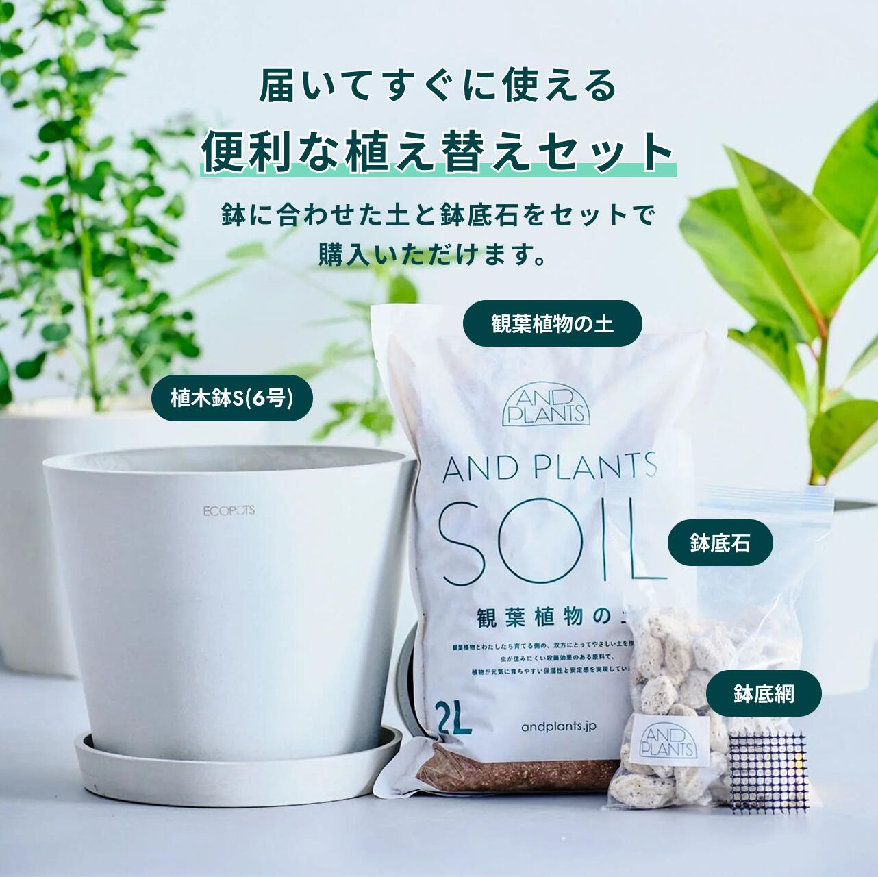 楽天市場】観葉植物 植え替え セット Sサイズ 6号 植木鉢 ホワイト